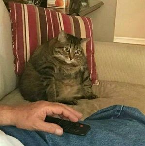 Meet your Posher, Sam